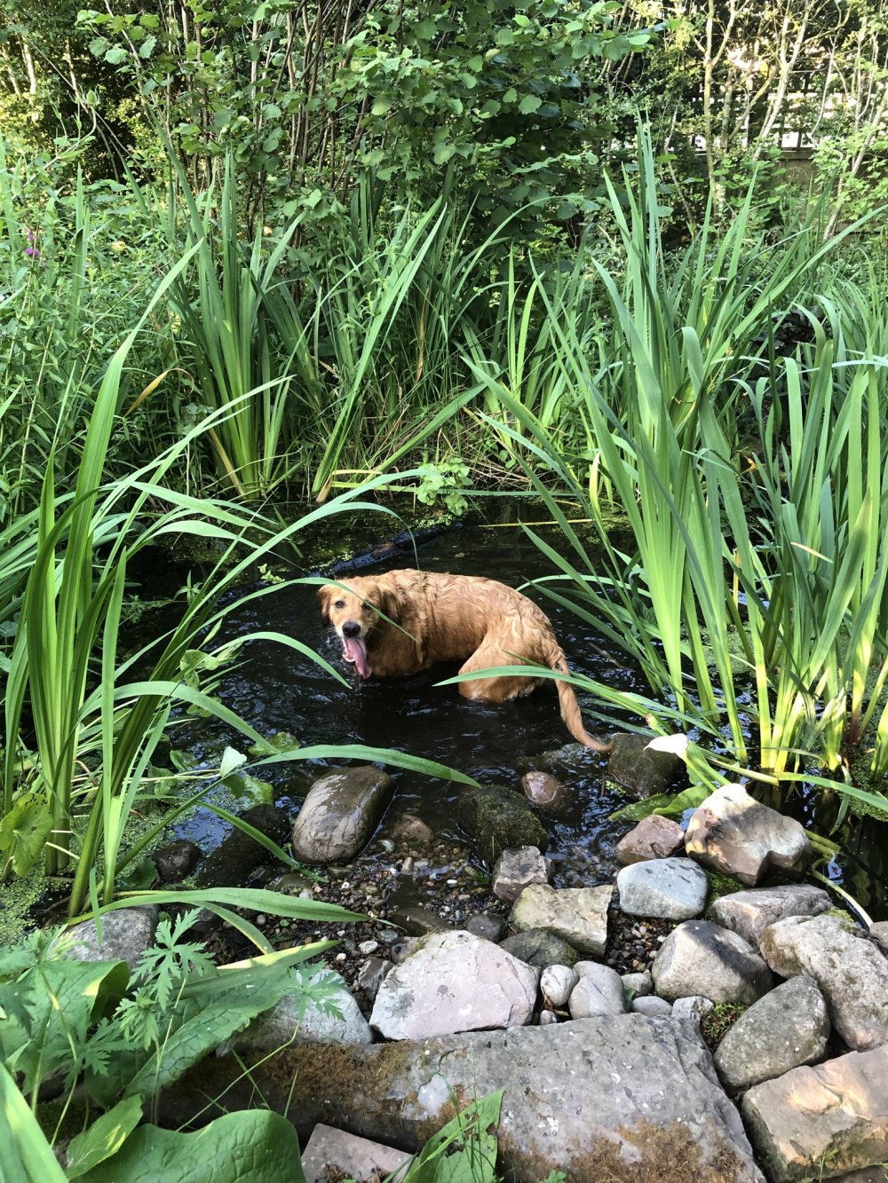 Dogs and ponds — BBC Gardeners' World Magazine