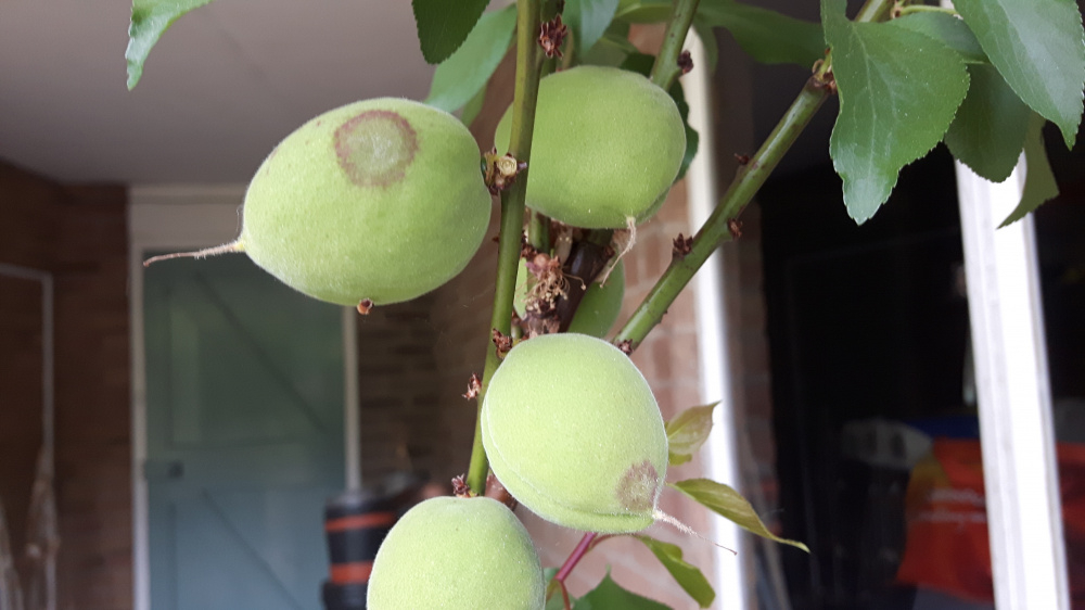 Problem with blotches on the fruits of my Apricot tree — BBC Gardeners