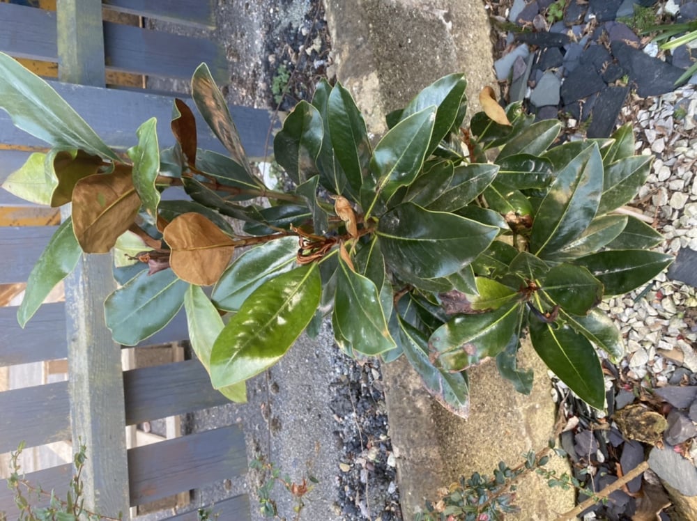 Black Spots On Magnolia Leaves