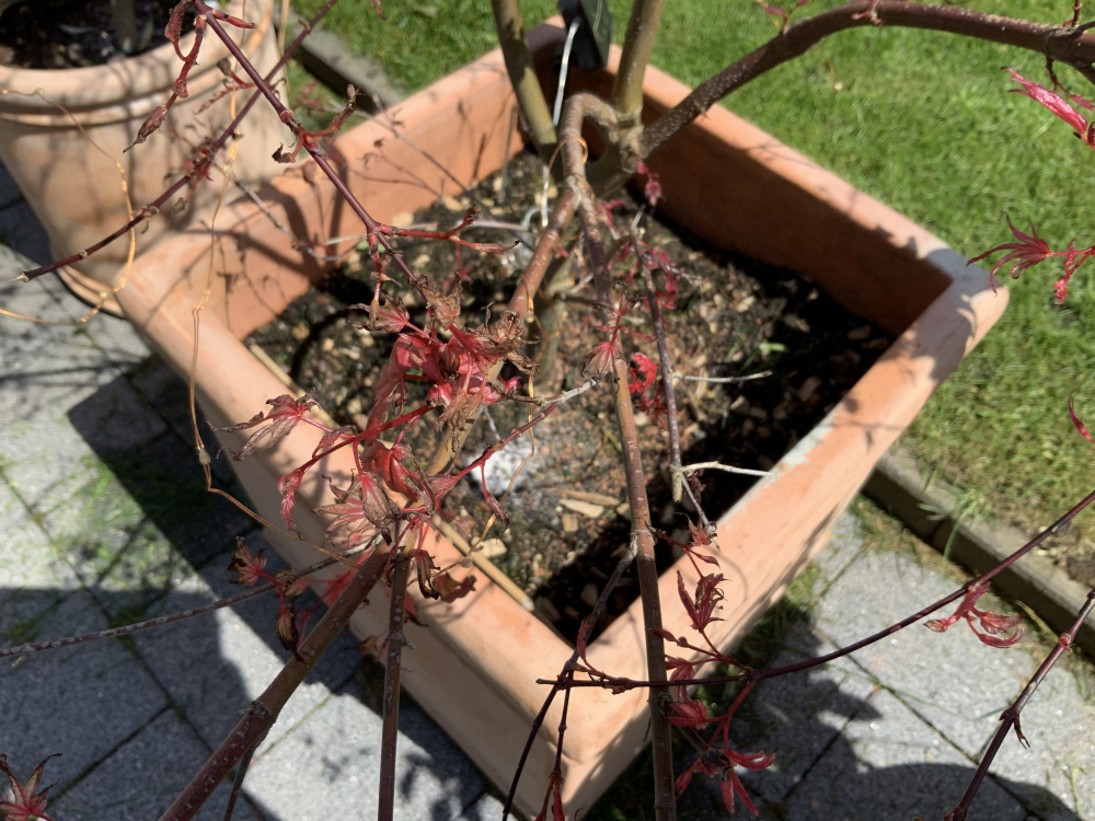 Wilting acer — BBC Gardeners' World Magazine
