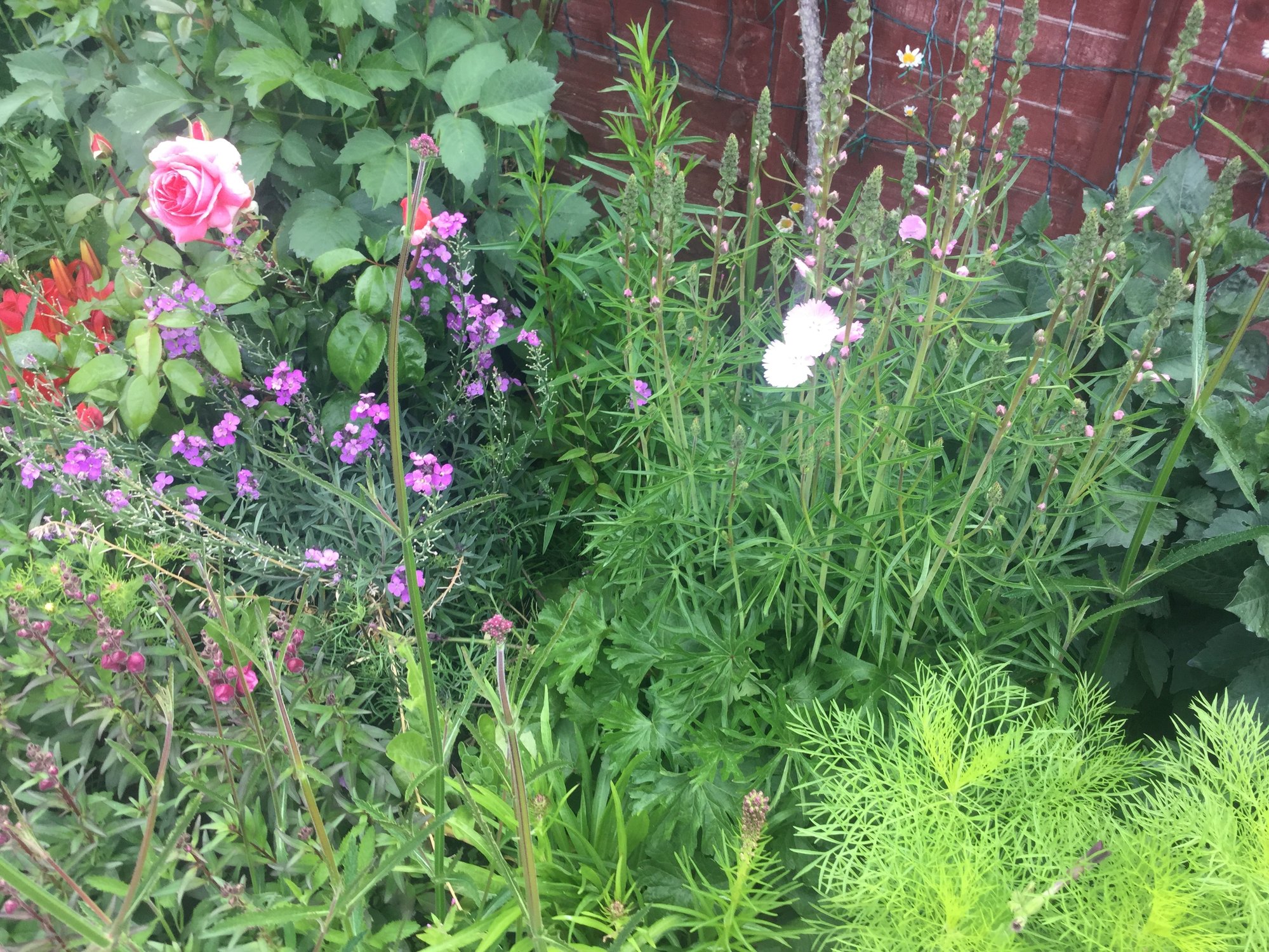 Alternative for Lavatera 'Barnsley'? — BBC Gardeners' World Magazine