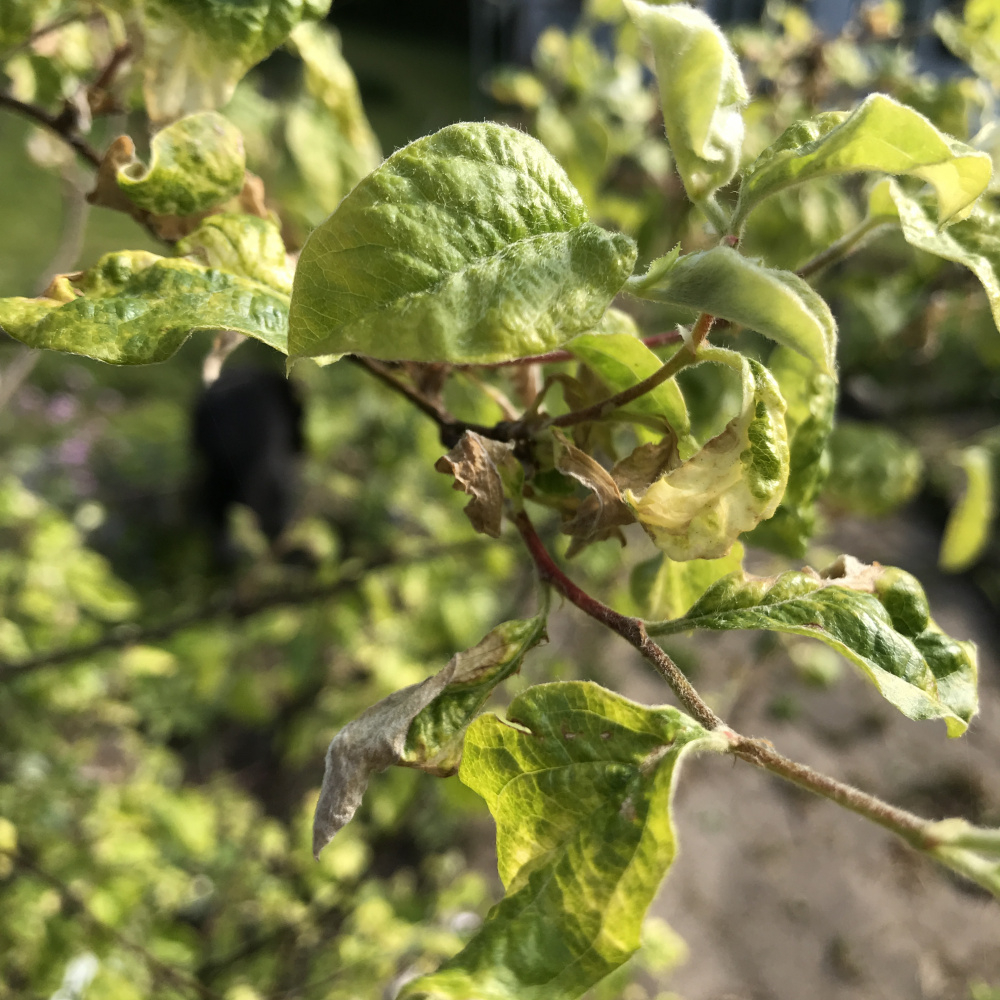 Leaf curl on quince tree. Can anyone please identify the problem? — BBC