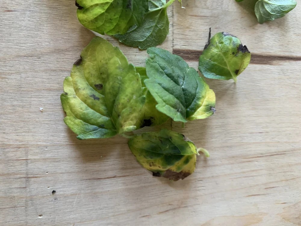 Diseased ‘Indian’ Mint — BBC Gardeners' World Magazine