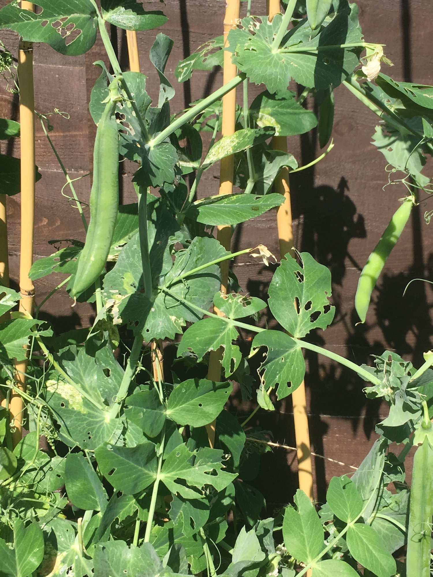 What’s eating my garden peas plant — BBC Gardeners' World Magazine