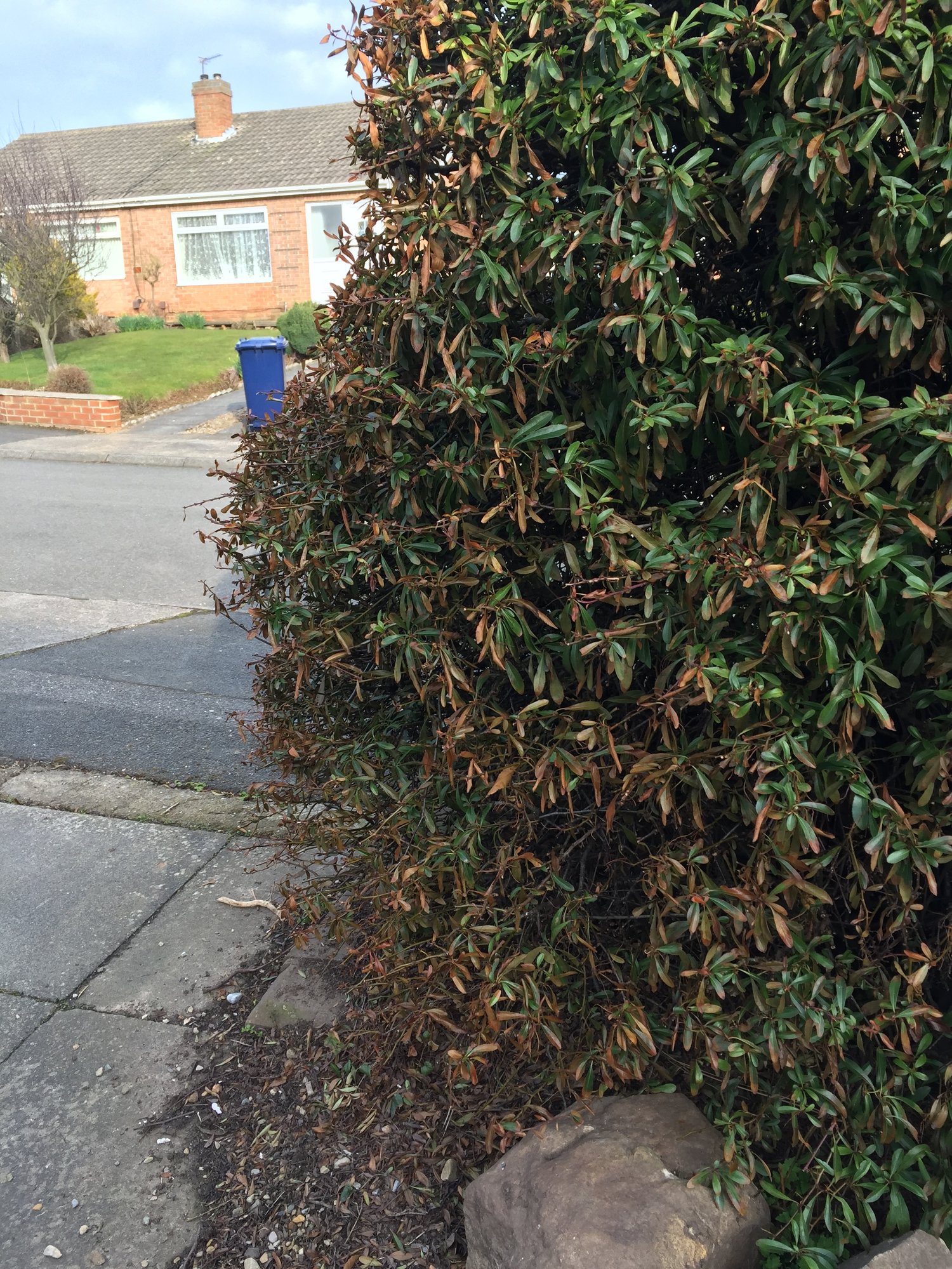 Hedge dying? — BBC Gardeners' World Magazine
