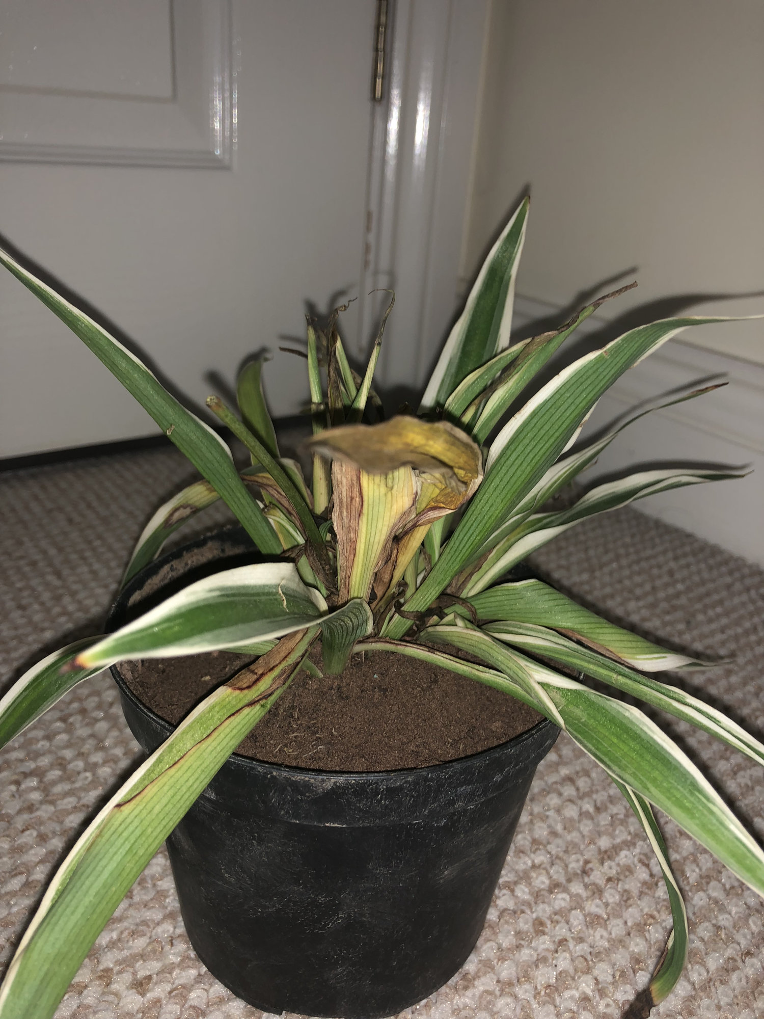 My spider plant is dying! — BBC Gardeners' World Magazine