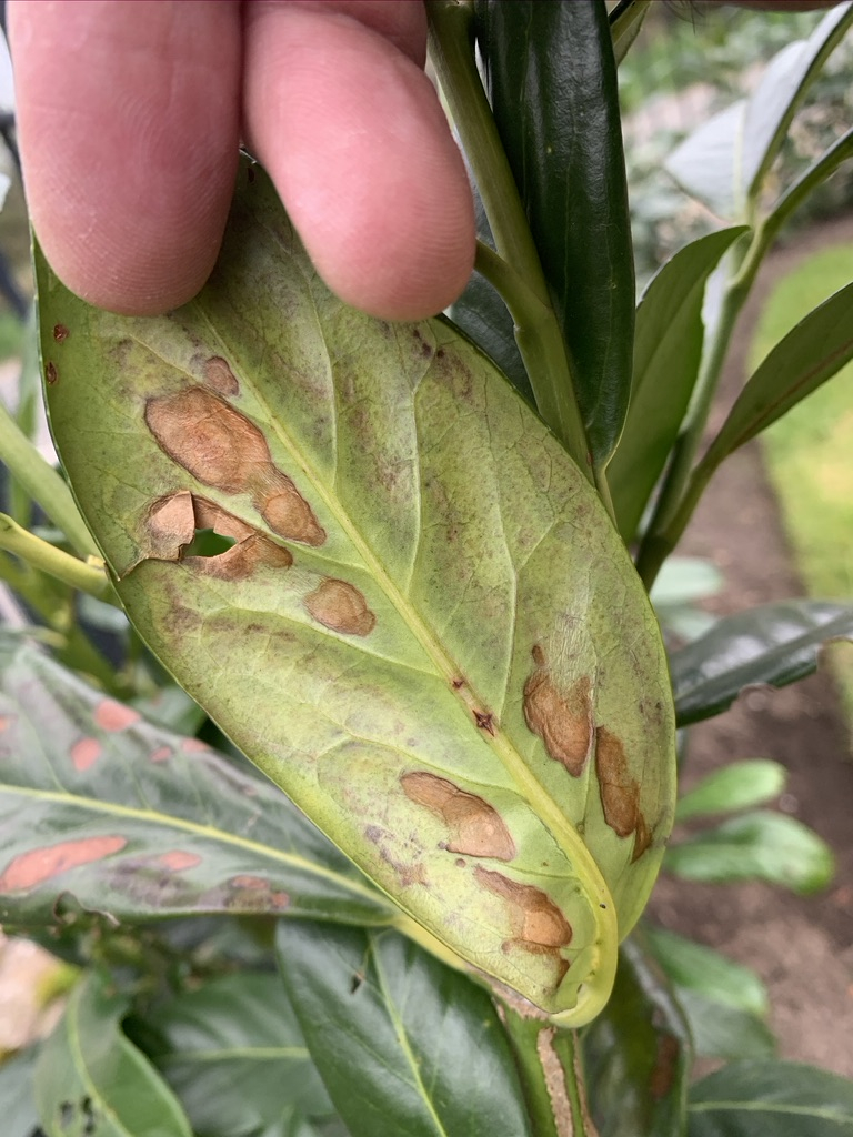 Diseased laurel hedge leaves — BBC Gardeners' World Magazine