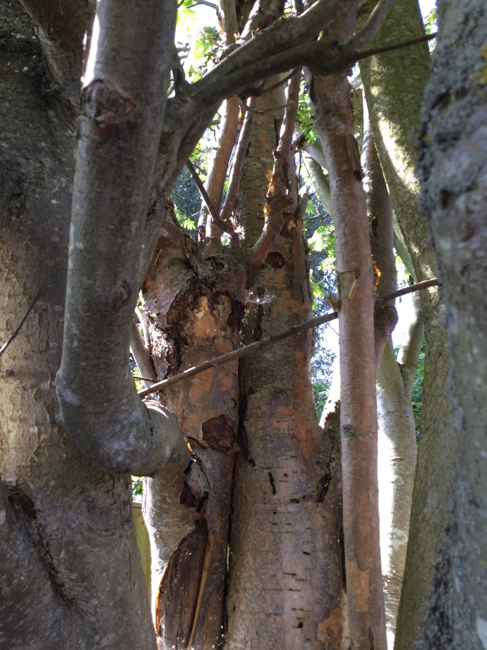 Problem with Old Rowan Tree splitting Bark ??? BBC Gardeners' World Magazine