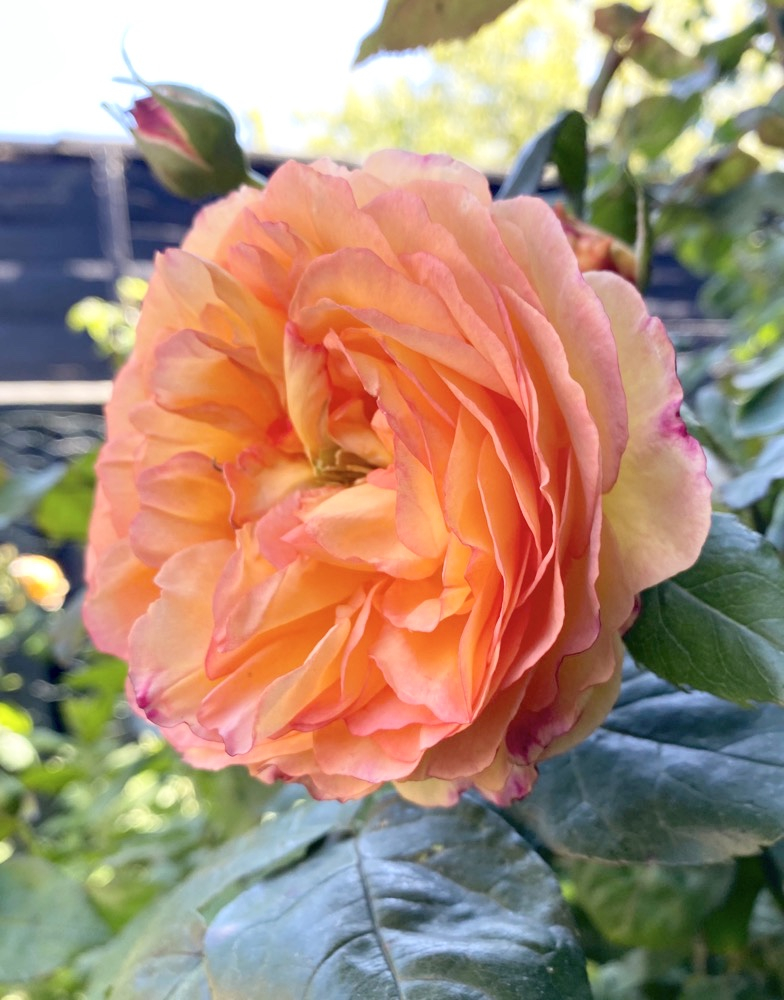 ..the new ROSE season 2020... Page 185 — BBC Gardeners' World Magazine