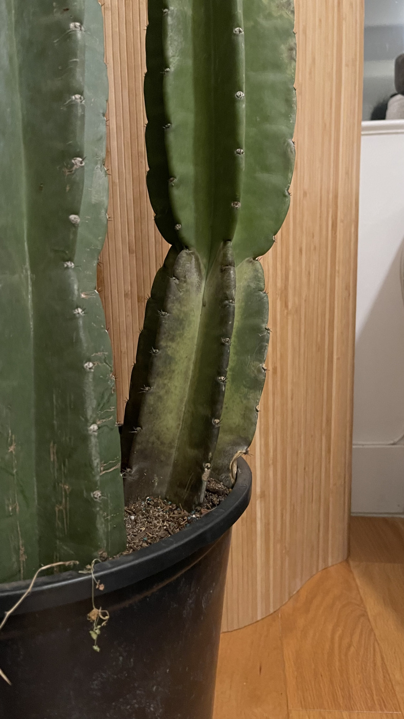 My apple cactus is turning black please help — BBC Gardeners' World