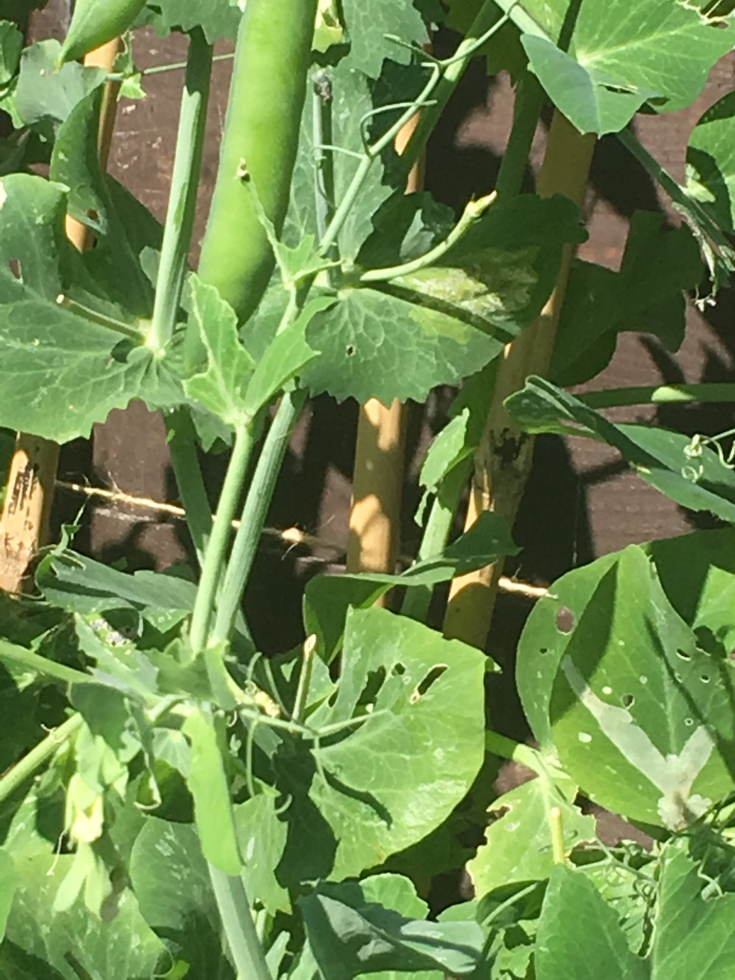 What Is Eating The Leaves On My Pea Plants at Carol Wilkins blog