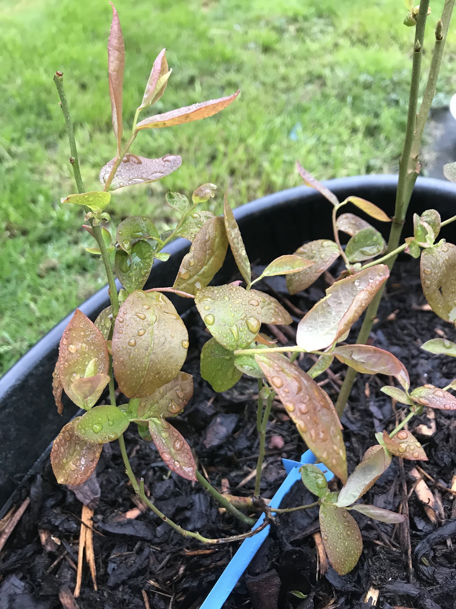 Blueberries leaf turning red and starting to curl. — BBC Gardeners