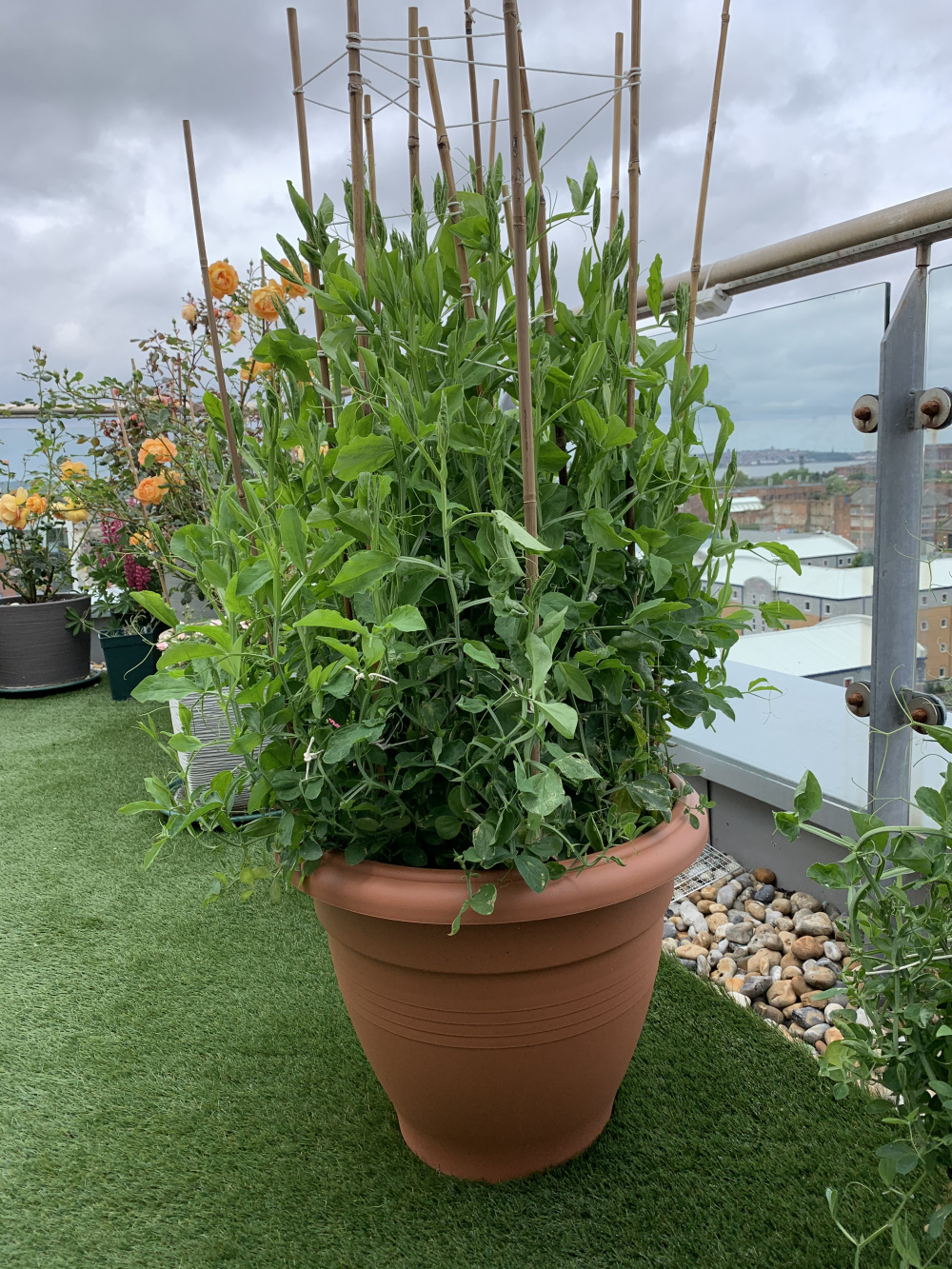 Sweet Peas Not Flowering — BBC Gardeners' World Magazine