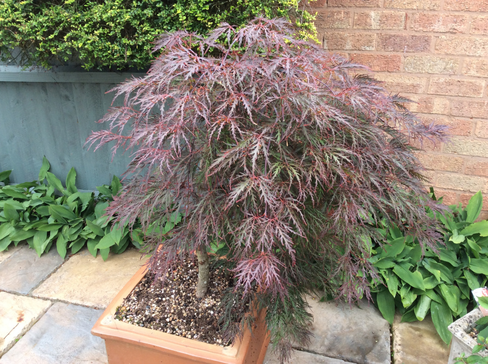What feed to use for my Acer — BBC Gardeners' World Magazine
