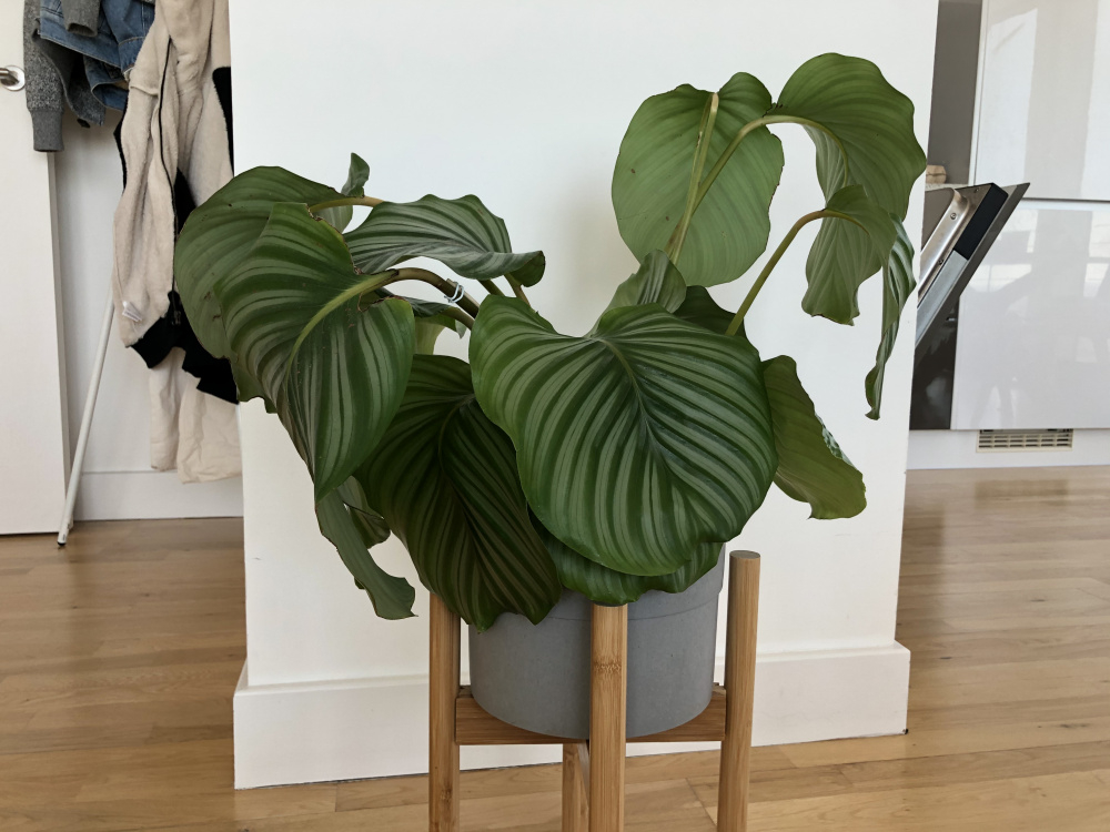 Calathea orbifolia leavings drooping — BBC Gardeners' World Magazine