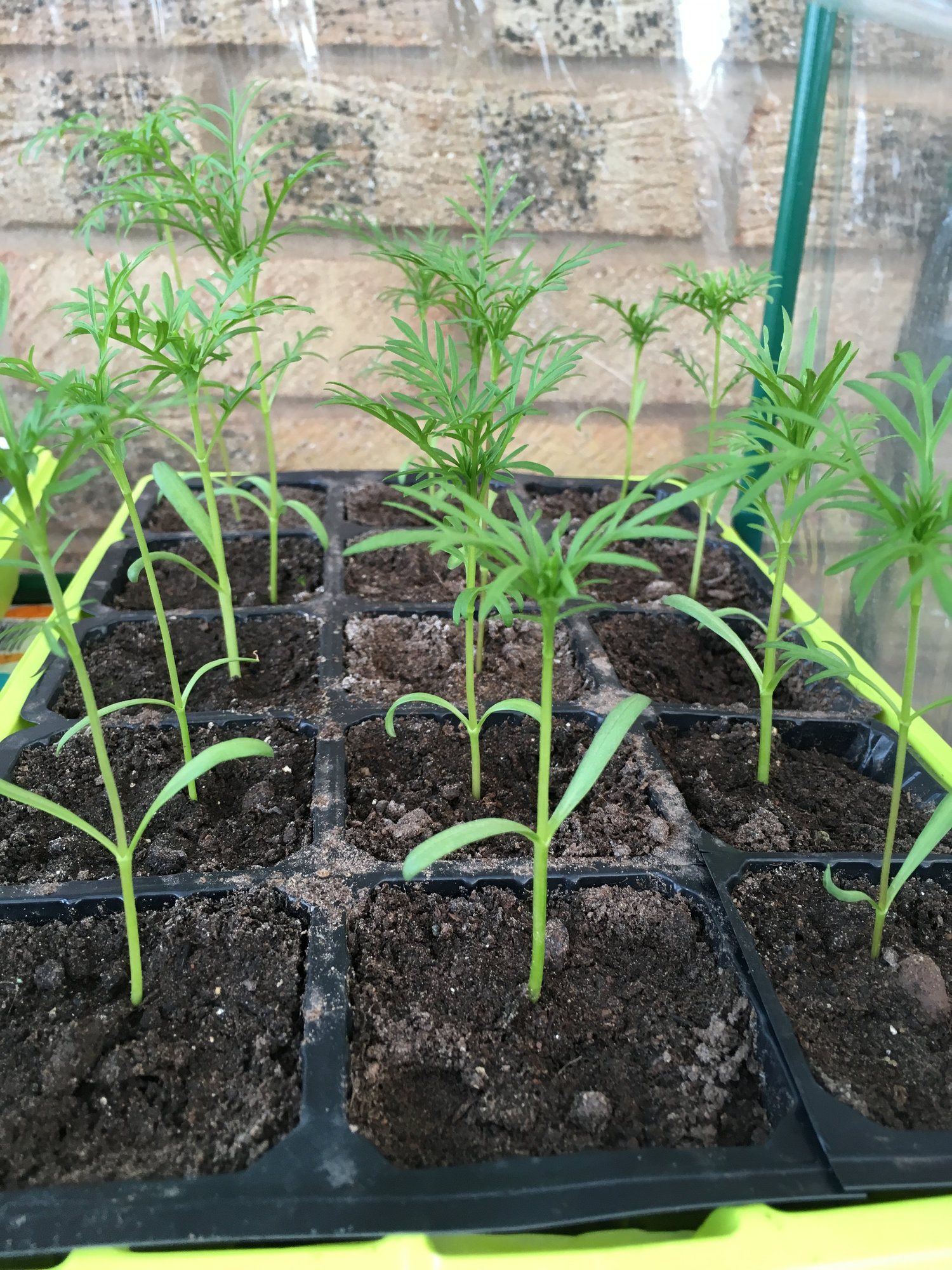 What Do Cosmos Seedlings Look Like My XXX Hot Girl