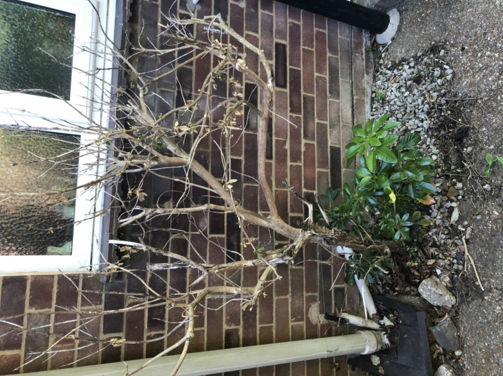 Poorly/Dead bushes. Advice needed please! — BBC Gardeners' World Magazine