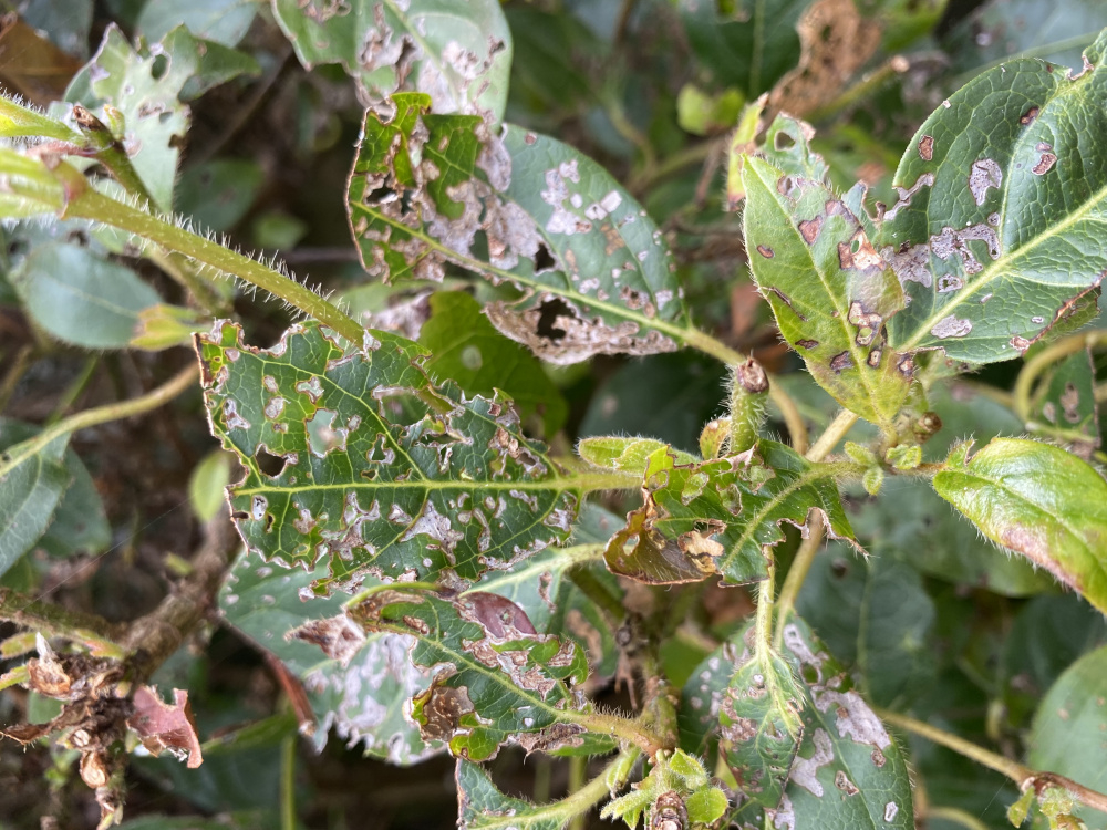 What’s eating my plant leaves — BBC Gardeners' World Magazine
