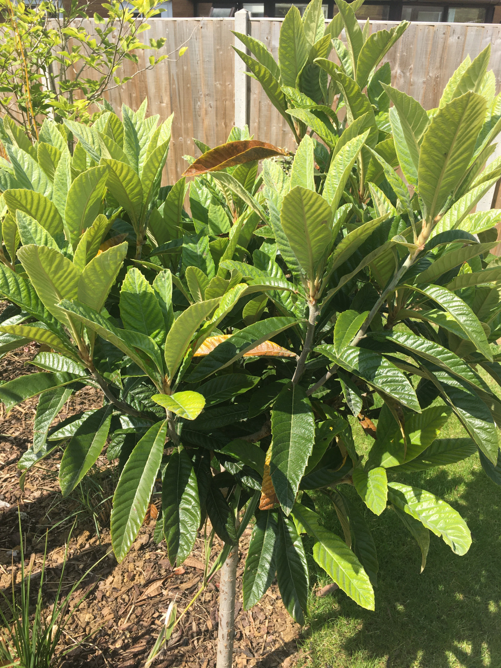 Loquat Tree Yellow Leaves — BBC Gardeners' World Magazine