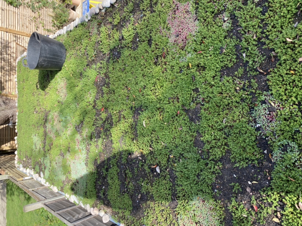 Sedum matting for a garden shed — BBC Gardeners' World Magazine