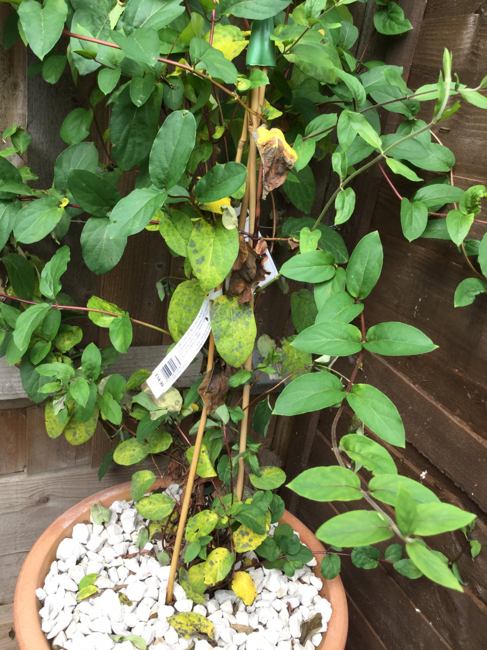 Honeysuckle with yellowing leaves — BBC Gardeners' World Magazine