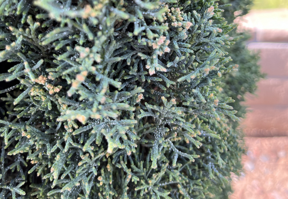 Italian Cypress Trees Dying — BBC Gardeners' World Magazine