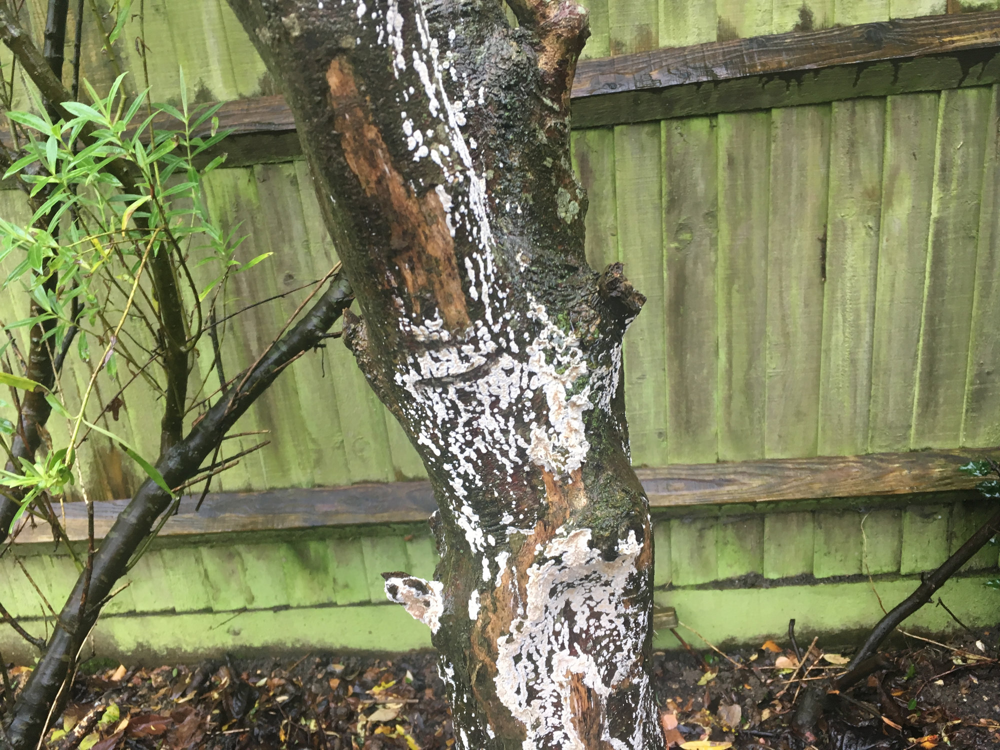 White stuff on mature Japanese maple trunk — BBC Gardeners' World Magazine