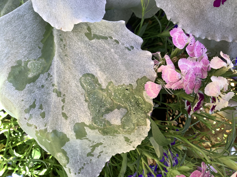 Senecio Angel Wings leaves getting green patches — BBC Gardeners' World