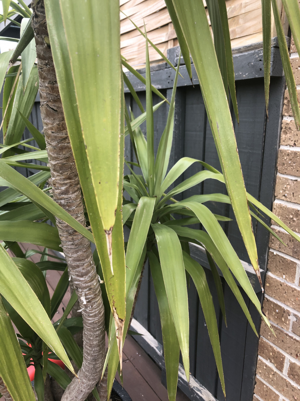What is wrong with my yucca? — BBC Gardeners' World Magazine