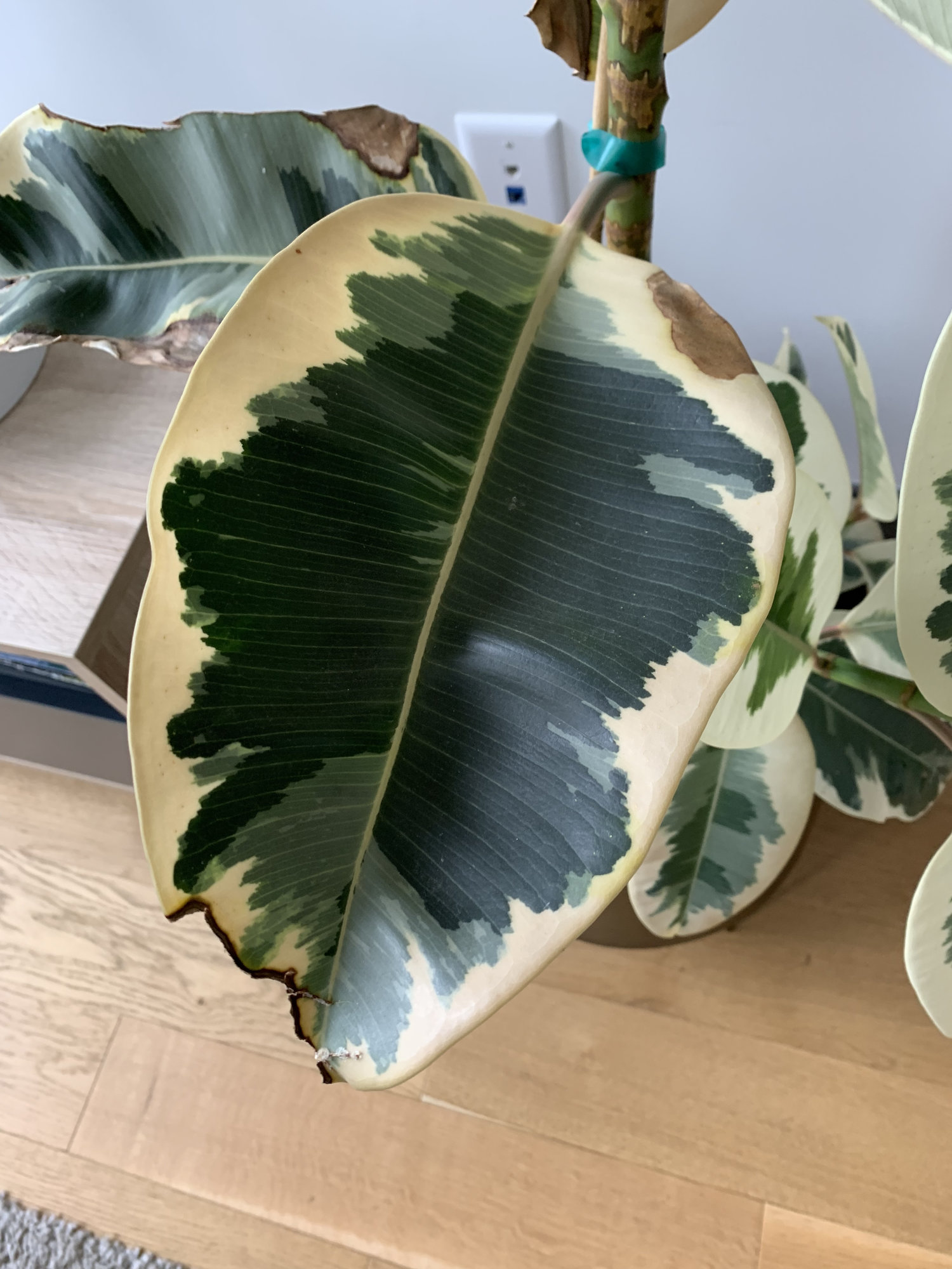 Brown edges on ficus elastica — BBC Gardeners' World Magazine