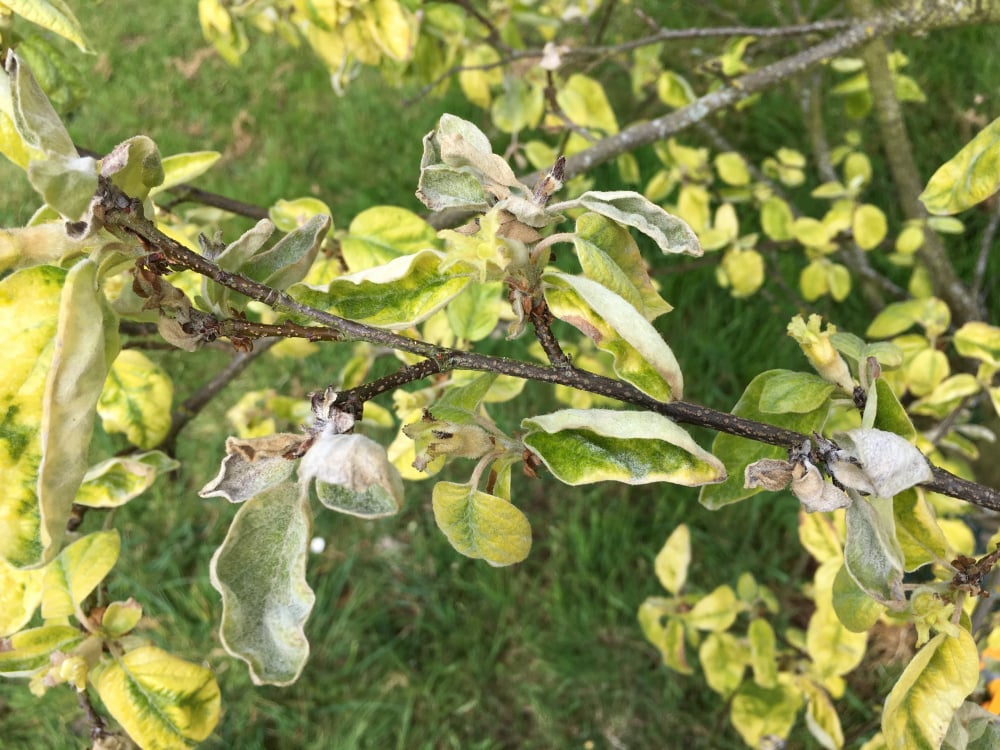 Leaf curl on quince tree. Can anyone please identify the problem? — BBC