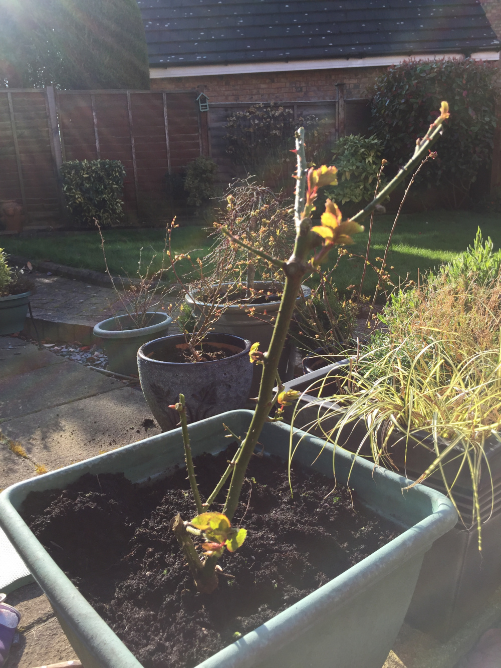 Hybrid Tea Rose pruning — BBC Gardeners' World Magazine