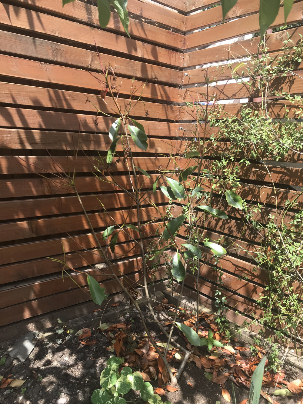 Why have 3 plants died? (Photos) — BBC Gardeners' World Magazine