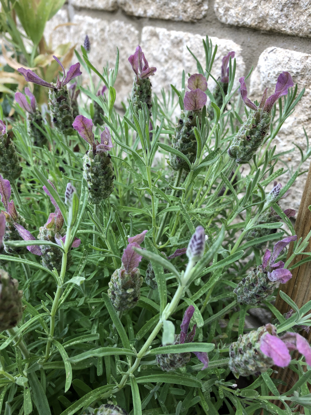 Overwatered lavender — BBC Gardeners' World Magazine