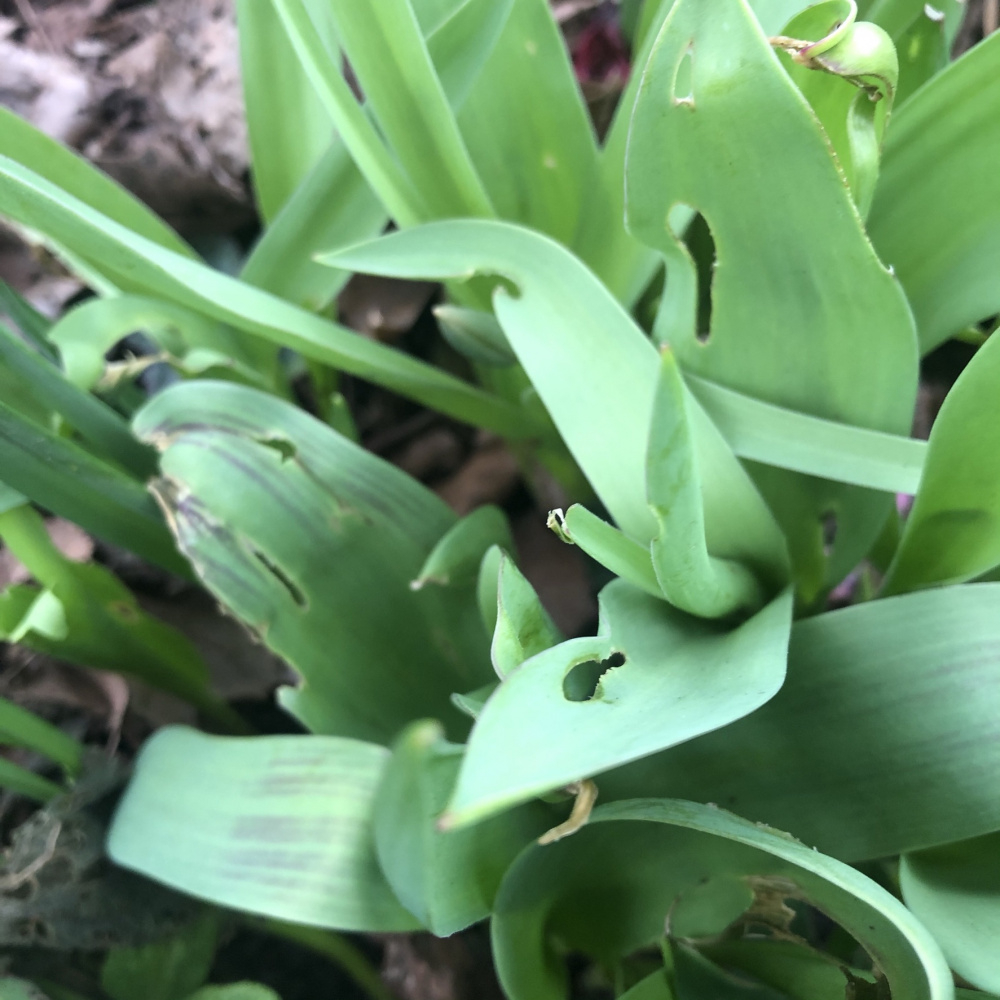 young tulip leaves being eaten and glued together? — BBC Gardeners