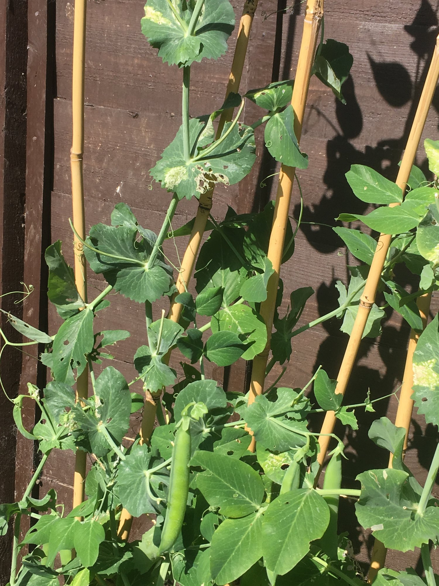 What’s eating my garden peas plant — BBC Gardeners' World Magazine