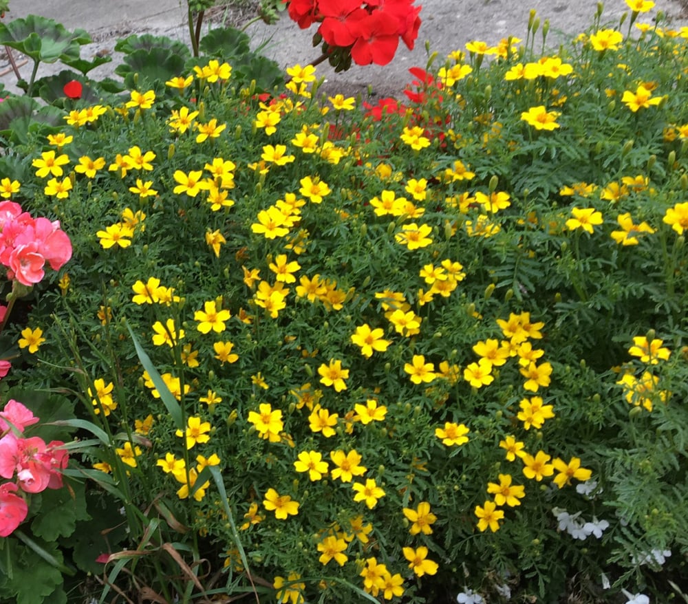 What are these yellow flowers? — BBC Gardeners' World Magazine