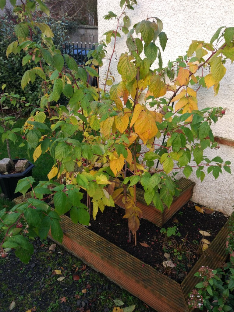 Autumn Raspberry pruning — BBC Gardeners' World Magazine