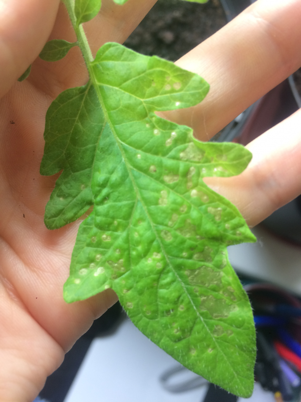 Spots on tomato plant leaves — BBC Gardeners' World Magazine
