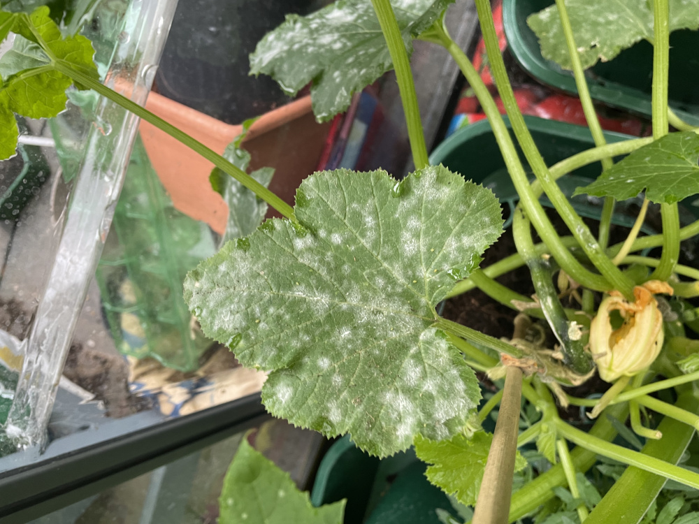 White spots on Courgette leaves in Green House — BBC Gardeners' World