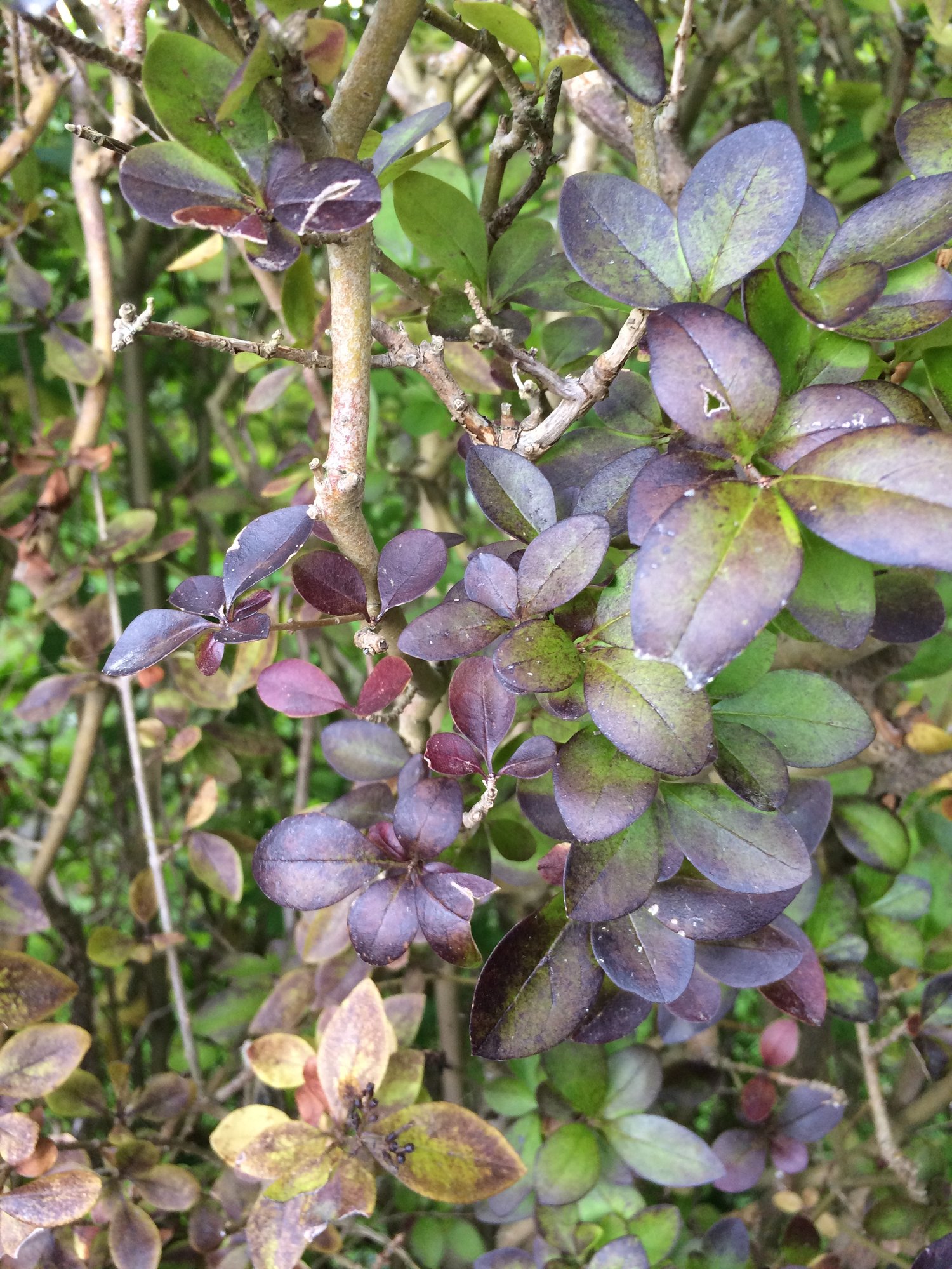 Dying Privet Hedge (PHOTOS ATTACHED) — BBC Gardeners' World Magazine