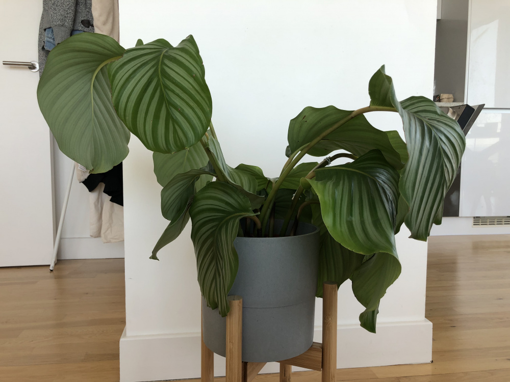Calathea orbifolia leavings drooping — BBC Gardeners' World Magazine