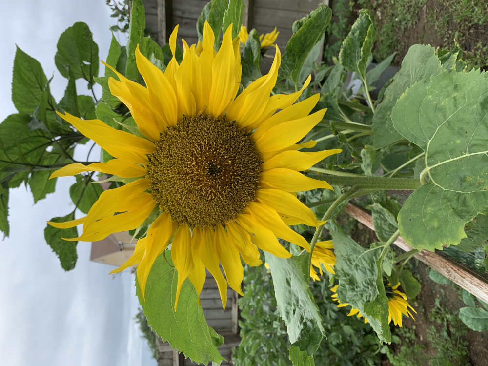 Black spots on Sunflower! Please help! Page 2 — BBC Gardeners' World