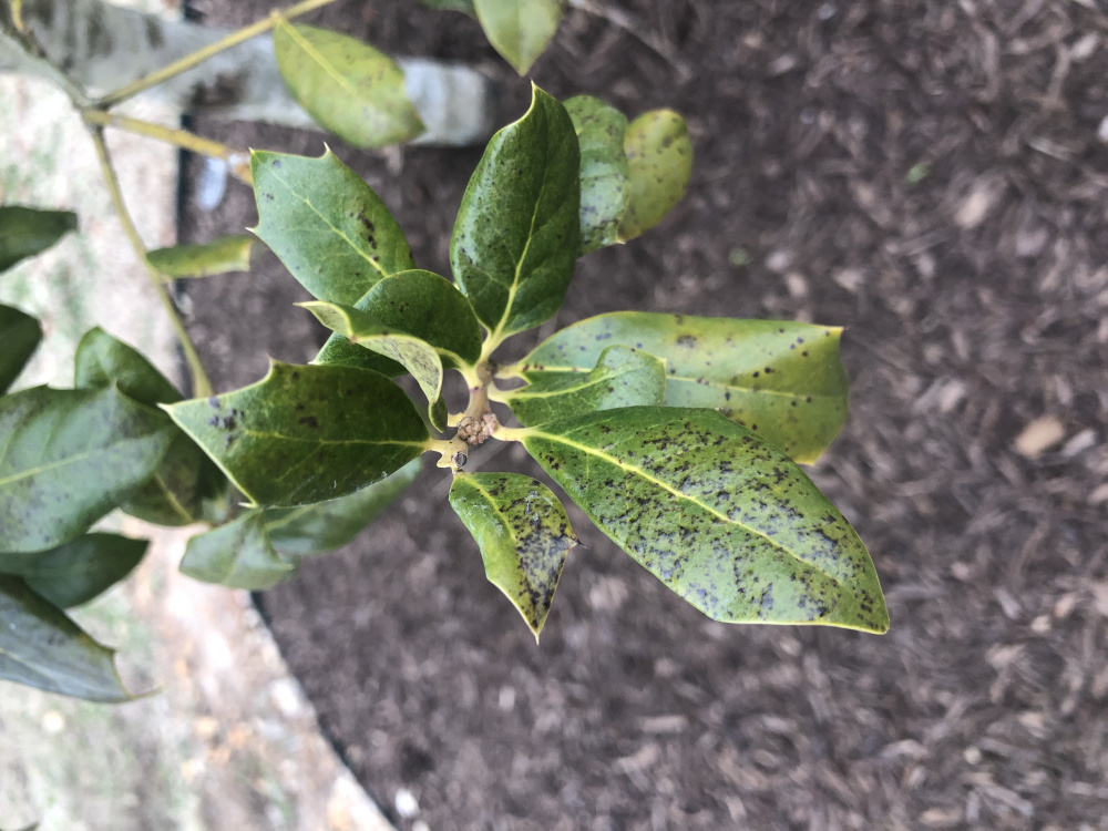 Brown spotted and brown leaves on Holly Tree ??? BBC Gardeners' World