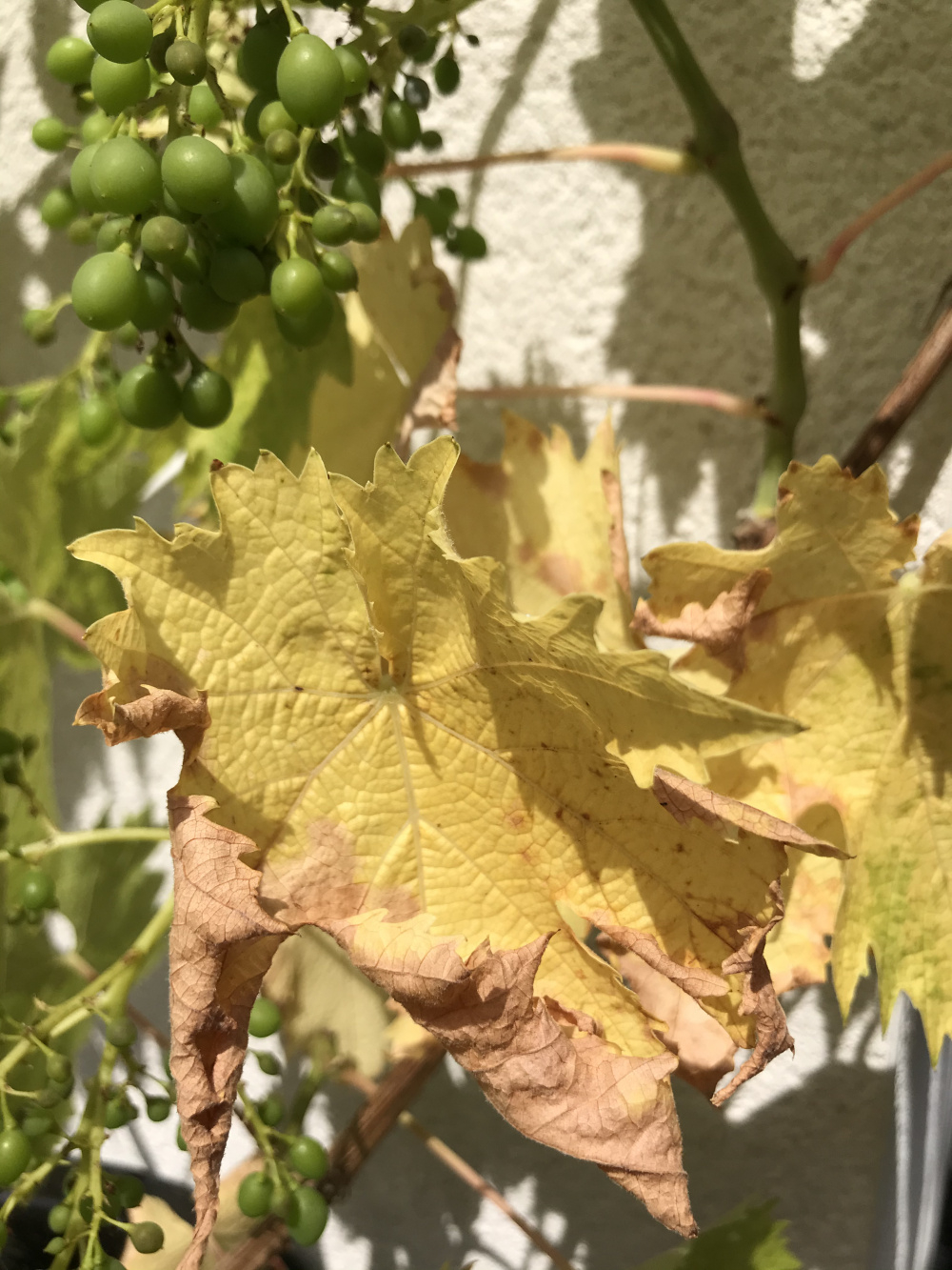 Grape vine yellow leaves — BBC Gardeners' World Magazine