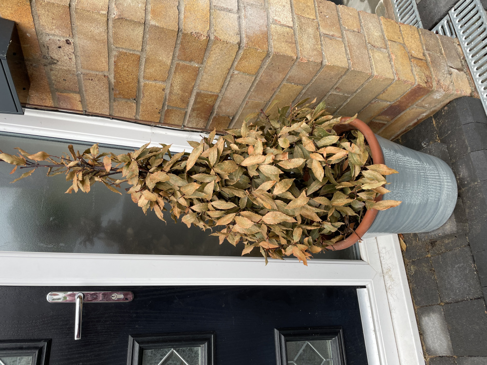 Bay tree problem — BBC Gardeners' World Magazine