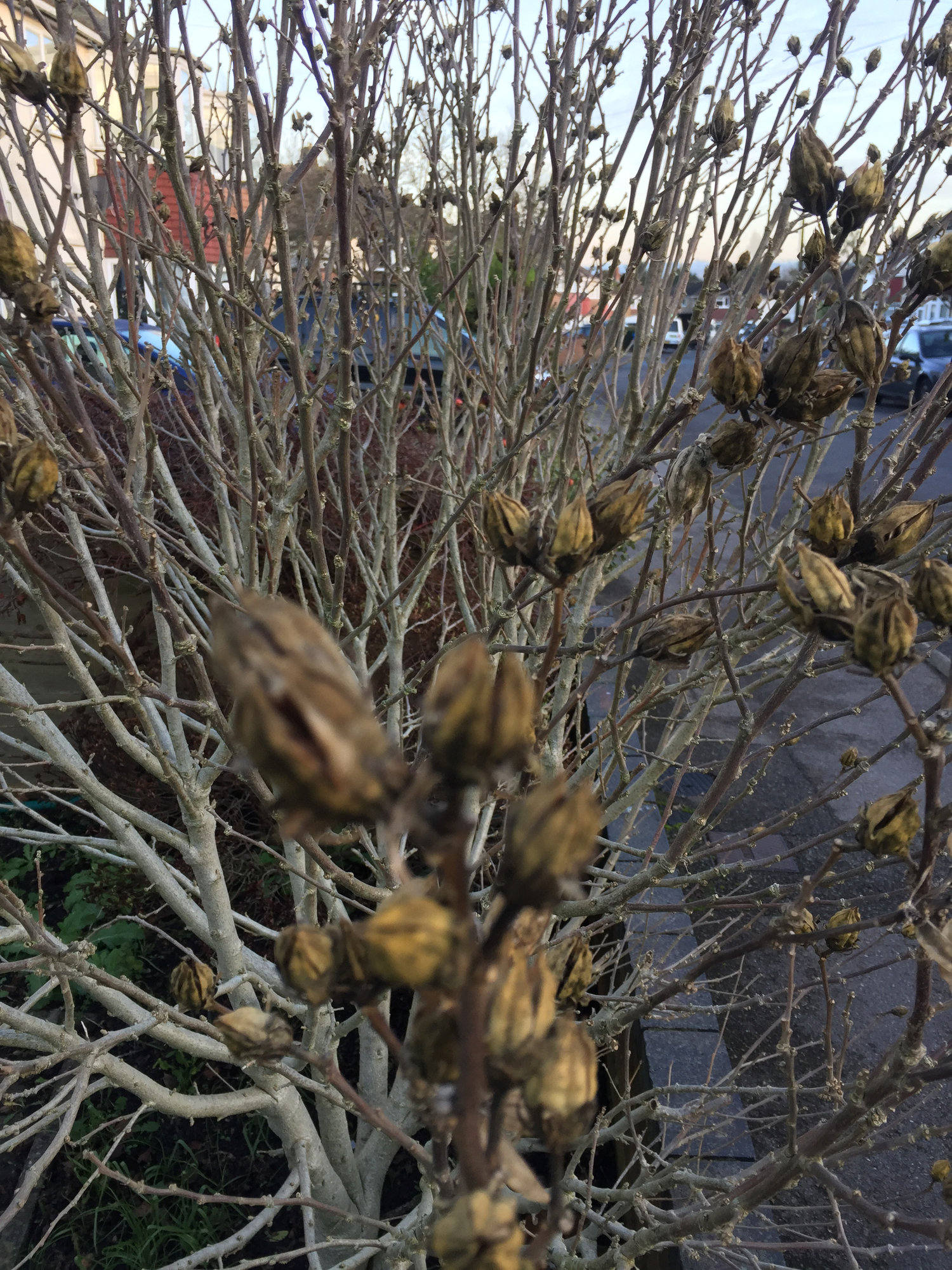 What is this shrub/tree olease — BBC Gardeners' World Magazine