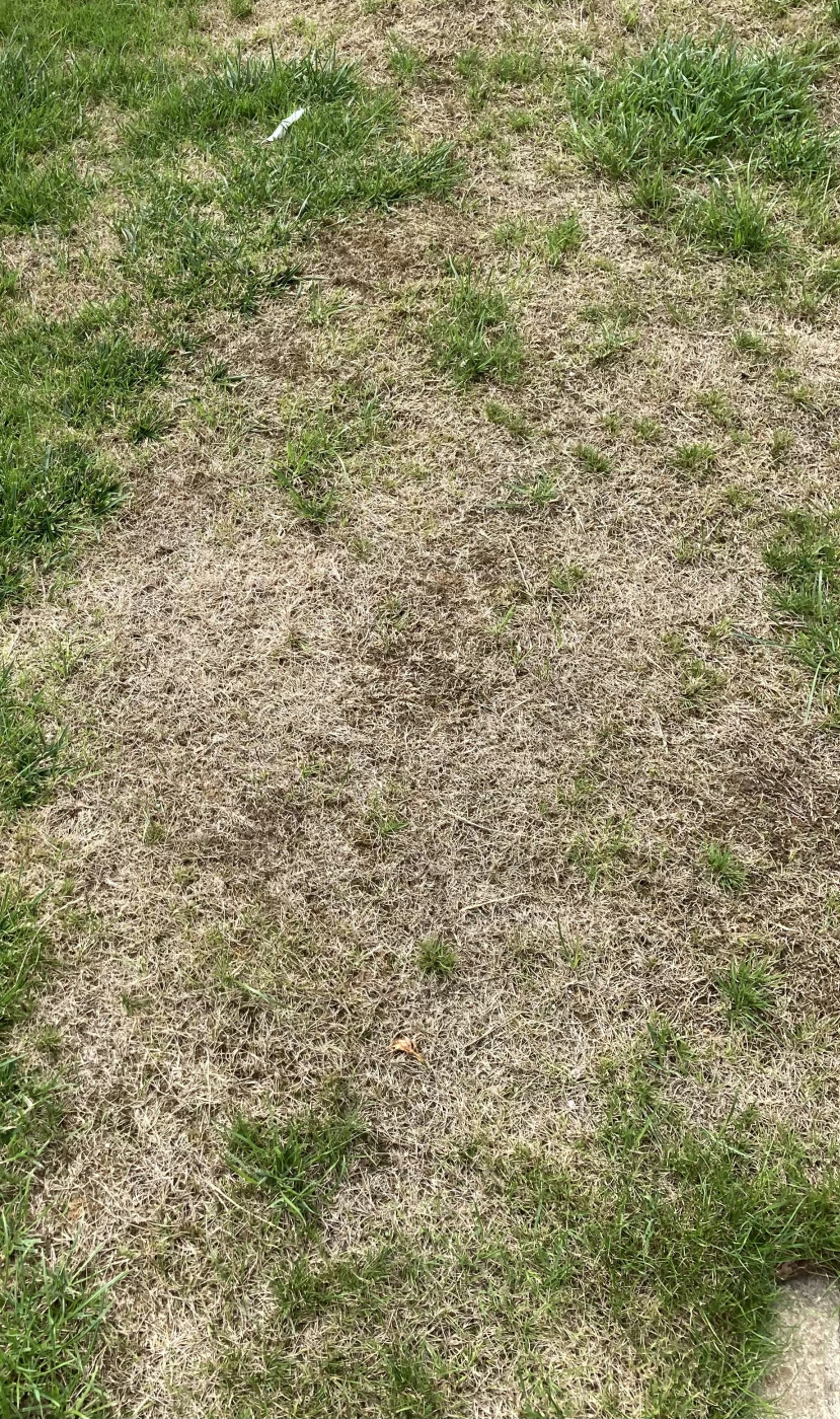 Grass not growing — BBC Gardeners' World Magazine