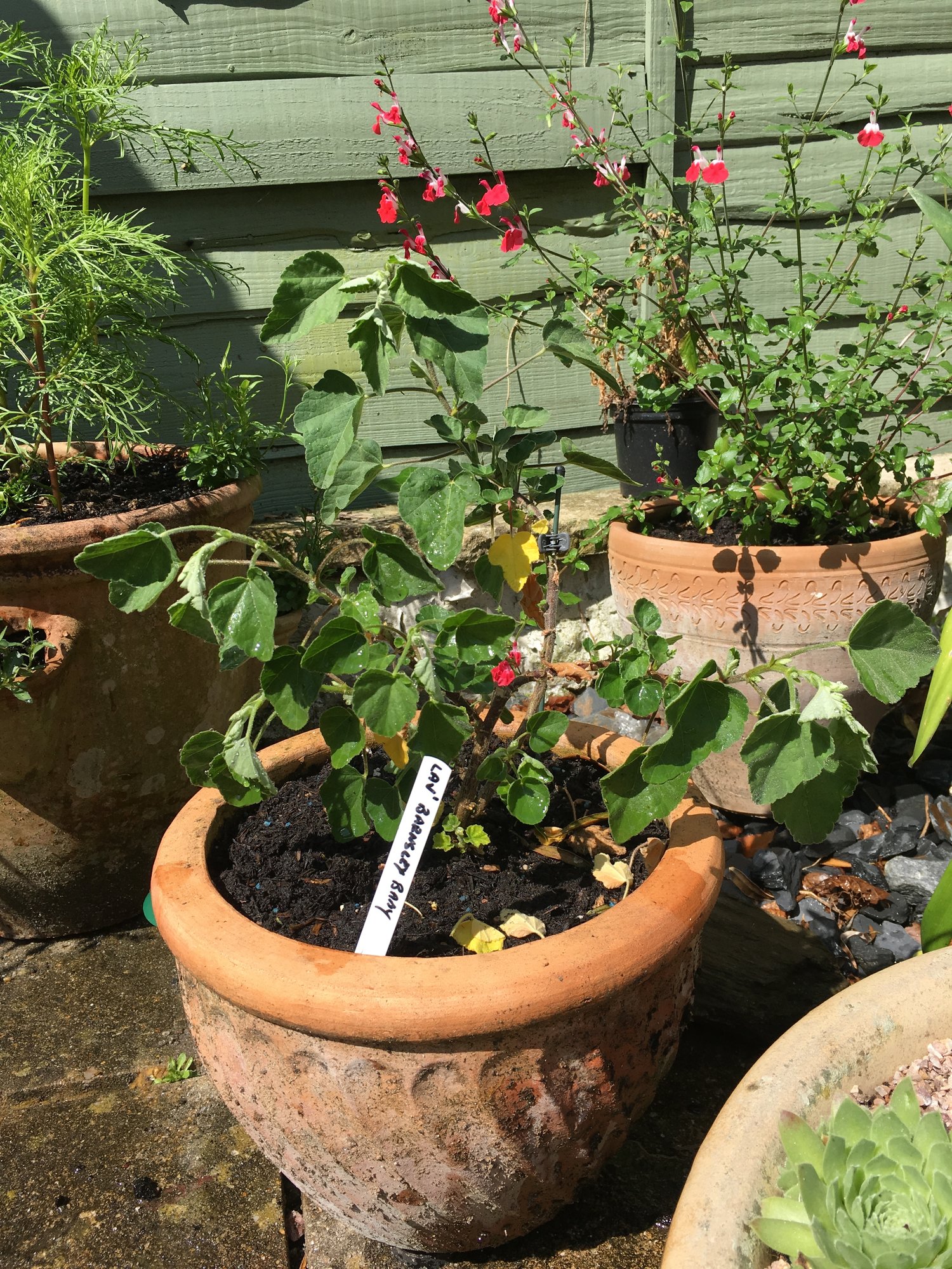 Lavatera Barnsley Baby — BBC Gardeners' World Magazine