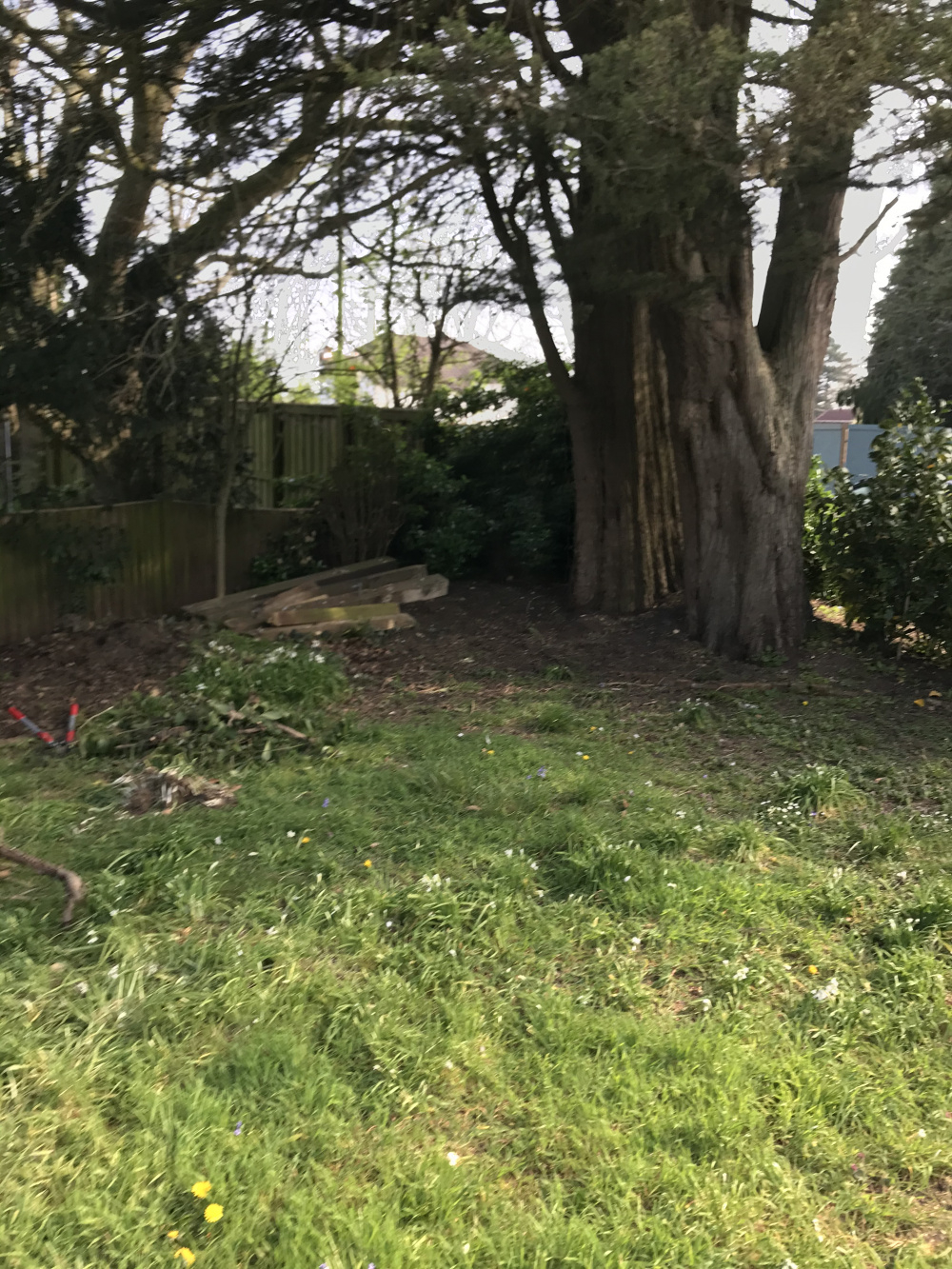 What to plant under big trees — BBC Gardeners' World Magazine